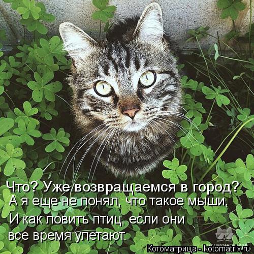Котоматрица: Что? Уже возвращаемся в город? А я еще не понял, что такое мыши, И как ловить птиц, если они  все время улетают.
