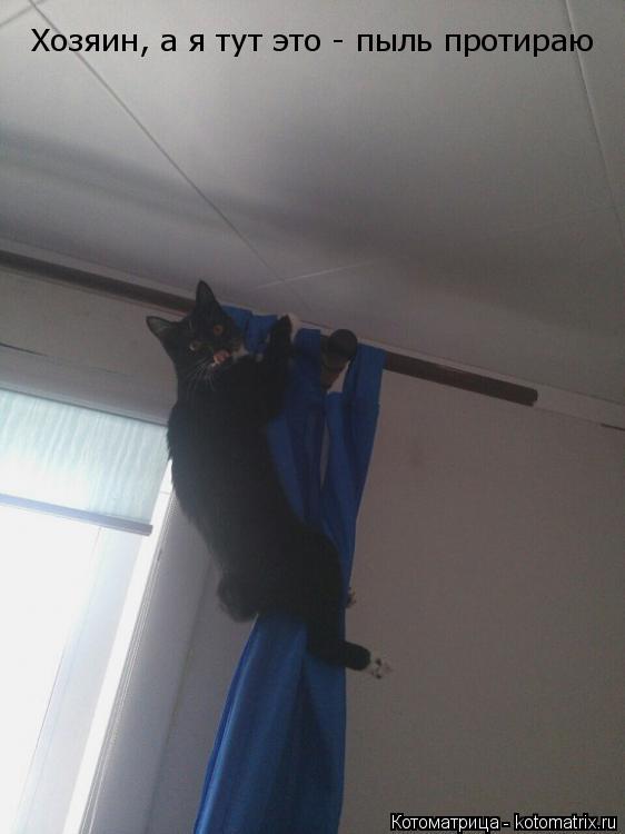 Котоматрица: Хозяин, а я тут это - пыль протираю
