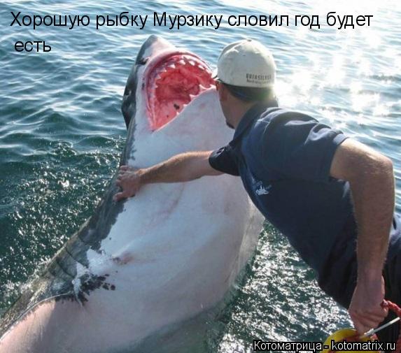 Котоматрица: Хорошую рыбку Мурзику словил год будет есть