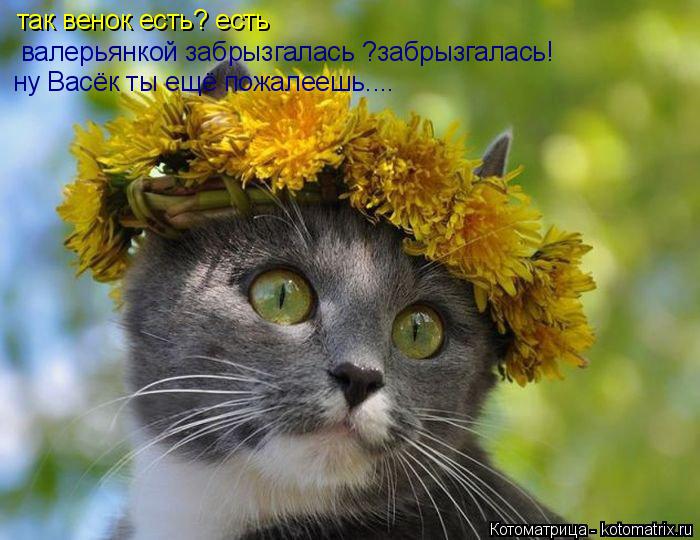 Котоматрица: так венок есть? есть валерьянкой забрызгалась ?забрызгалась! ну Васёк ты ещё пожалеешь....