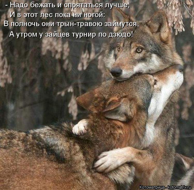 Котоматрица: - Надо бежать и спрятаться лучше, В полночь они трын-травою займутся, А утром у зайцев турнир по дзюдо! И в этот лес пока ни ногой: