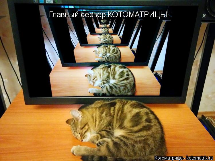 Котоматрица: Главный сервер КОТОМАТРИЦЫ