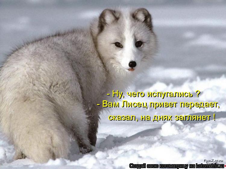 Котоматрица: - Ну, чего испугались ? - Вам Лисец привет передает, сказал, на днях заглянет !