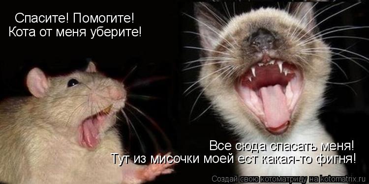 Котоматрица: Кота от меня уберите! Спасите! Помогите! Все сюда спасать меня! Тут из мисочки моей ест какая-то фигня!