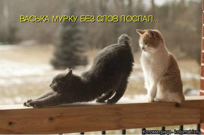 Котоматрица: ВАСЬКА МУРКУ БЕЗ СЛОВ ПОСЛАЛ...