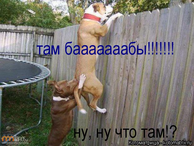 Котоматрица: ну, ну что там!? там бааааааабы!!!!!!!