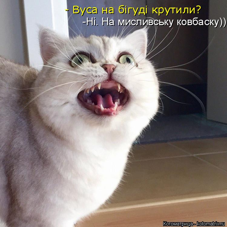 Котоматрица: -Ні. На мисливську ковбаску)) - Вуса на бігуді крутили?