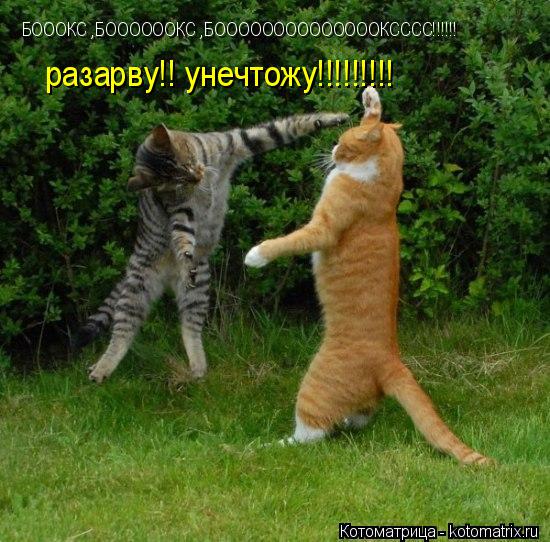 Котоматрица: БОООКС ,БООООООКС ,БООООООООООООООКСССС!!!!!! разарву!! унечтожу!!!!!!!!!