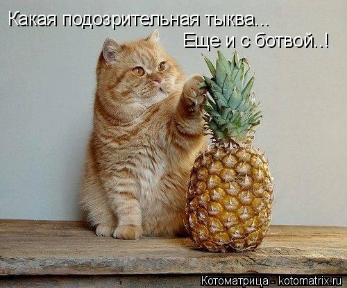 Котоматрица: Какая подозрительная тыква... Еще и с ботвой..!