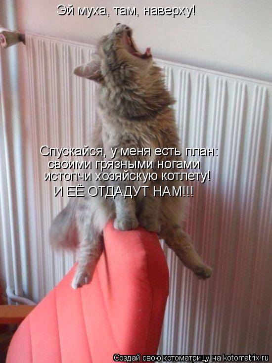 Котоматрица: Спускайся, у меня есть план: истопчи хозяйскую котлету! своими грязными ногами Эй муха, там, наверху!  И ЕЁ ОТДАДУТ НАМ!!!