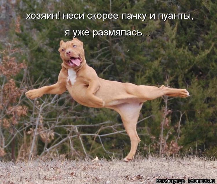 Котоматрица: хозяин! неси скорее пачку и пуанты, я уже размялась...