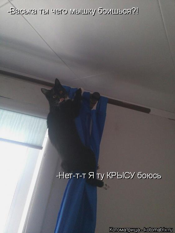 Котоматрица: -Васька ты чего мышку боишься?!  -Нет-т-т Я ту КРЫСУ боюсь