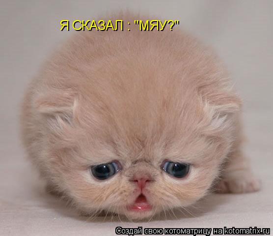 Котоматрица: Я СКАЗАЛ : "МЯУ?"