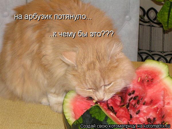 Котоматрица: на арбузик потянуло... ..к чему бы это???