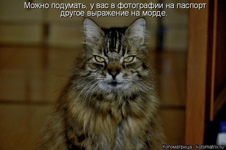 Котоматрица: Можно подумать, у вас в фотографии на паспорт другое выражение на морде.