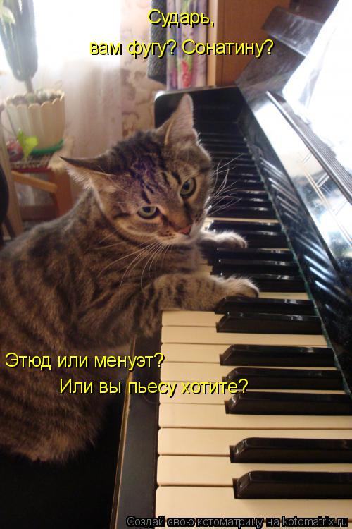 Котоматрица: Сударь, вам фугу? Сонатину? Этюд или менуэт? Или вы пьесу хотите?