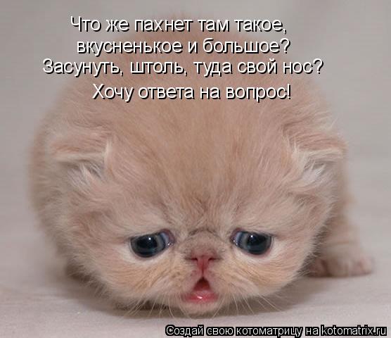 Котоматрица: Хочу ответа на вопрос! вкусненькое и большое? Что же пахнет там такое,  Засунуть, штоль, туда свой нос?