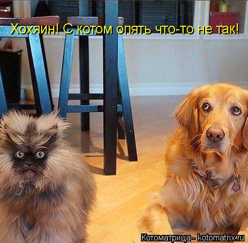 Котоматрица: Хохяин! С котом опять что-то не так!