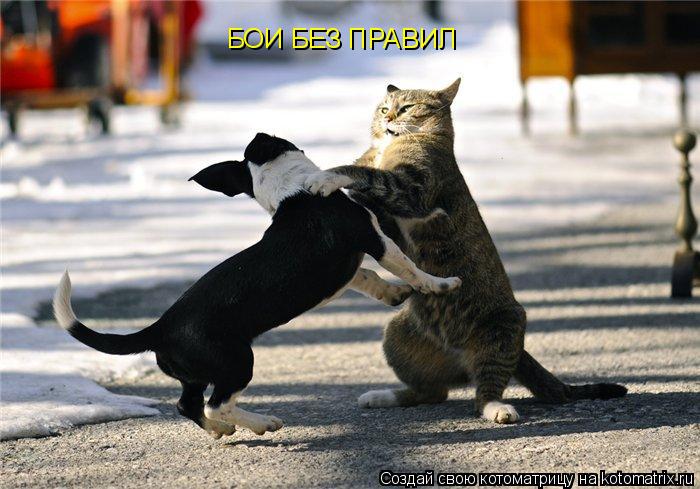 Котоматрица: БОИ БЕЗ ПРАВИЛ