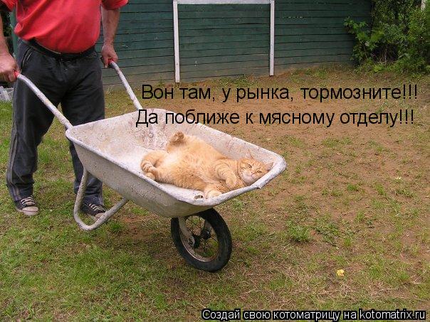 Котоматрица: Вон там, у рынка, тормозните!!! Да поближе к мясному отделу!!!
