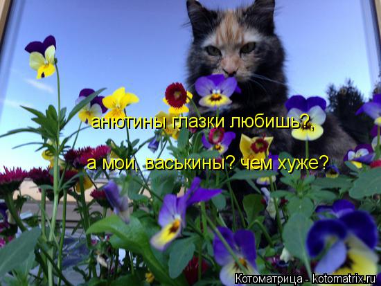 Котоматрица: анютины глазки любишь?, а мои, васькины? чем хуже?