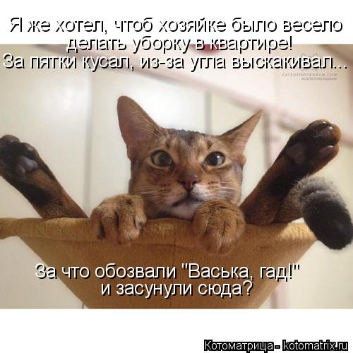 Котоматрица: Я же хотел, чтоб хозяйке было весело делать уборку в квартире! За пятки кусал, из-за угла выскакивал... и засунули сюда? За что обозвали "Васьк