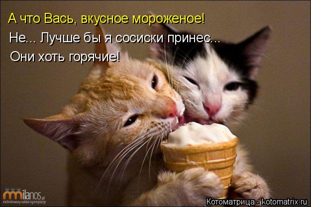 Котоматрица: Не... Лучше бы я сосиски принес... Они хоть горячие! А что Вась, вкусное мороженое!