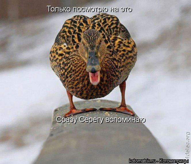 Котоматрица: Только посмотрю на это Только посмотрю на это Сразу Серёгу вспоминаю