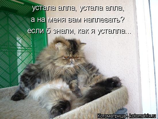 Котоматрица: устала алла, устала алла, а на меня вам наплевать? если б знали, как я усталла...