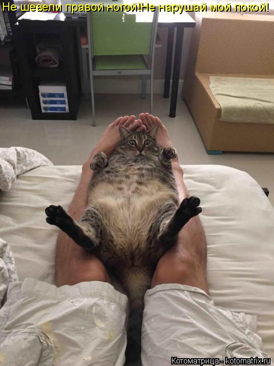 Котоматрица: Не шевели правой ногой!Не нарушай мой покой!