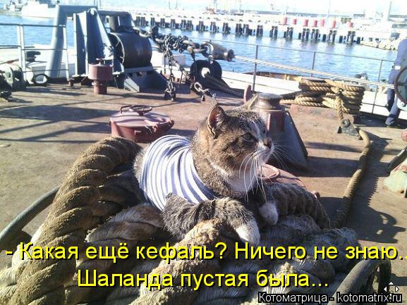 Котоматрица: - Какая ещё кефаль? Ничего не знаю... Шаланда пустая была...