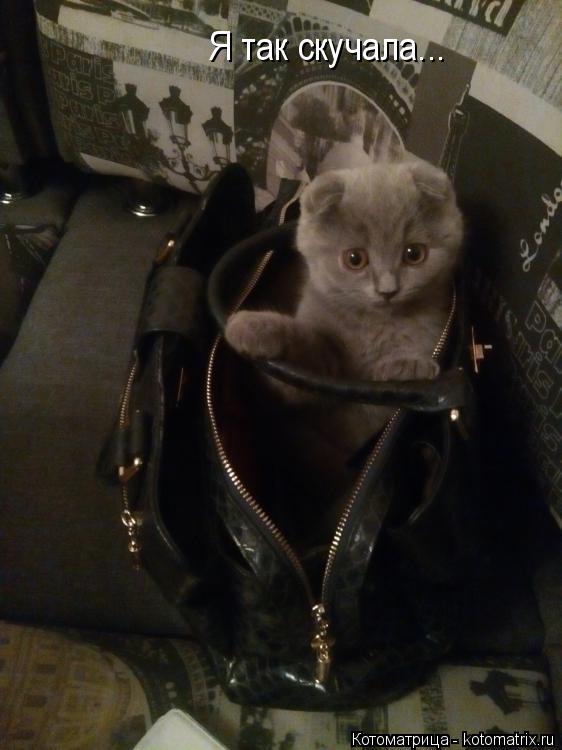 Котоматрица: Я так скучала...