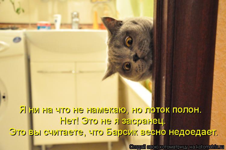 Котоматрица: Я ни на что не намекаю, но лоток полон. Нет! Это не я засранец.  Это вы считаете, что Барсик весно недоедает.