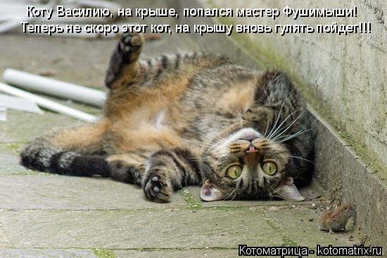 Котоматрица: Теперь не скоро этот кот, на крышу вновь гулять пойдет!!! Коту Василию, на крыше, попался мастер Фушимыши!