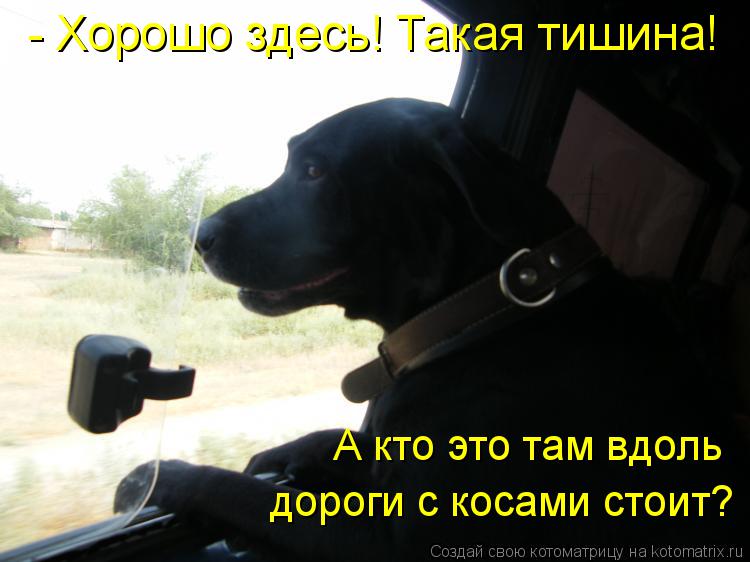Котоматрица: - Хорошо здесь! Такая тишина! А кто это там вдоль дороги с косами стоит?