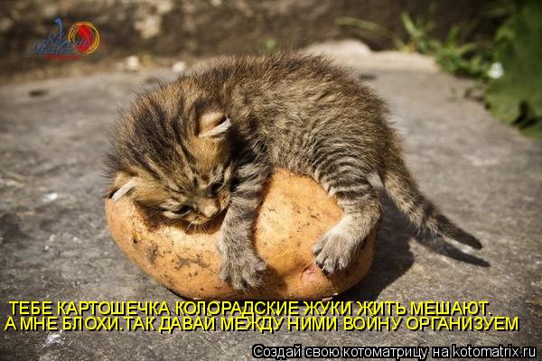 Котоматрица: ТЕБЕ КАРТОШЕЧКА КОЛОРАДСКИЕ ЖУКИ ЖИТЬ МЕШАЮТ. А МНЕ БЛОХИ.ТАК ДАВАЙ МЕЖДУ НИМИ ВОЙНУ ОРГАНИЗУЕМ