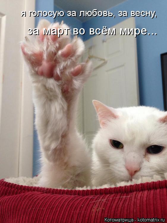 Котоматрица: я голосую за любовь, за весну, за март во всём мире...