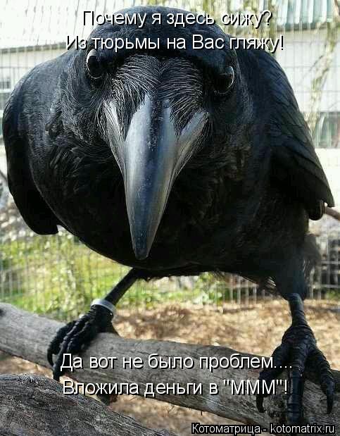 Котоматрица: Вложила деньги в "МММ"! Почему я здесь сижу? Из тюрьмы на Вас гляжу! Да вот не было проблем....