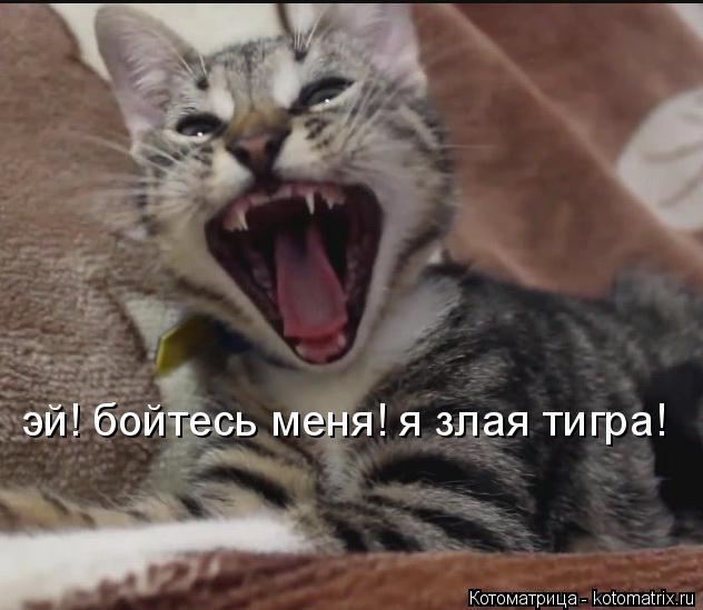 Котоматрица: эй! бойтесь меня! я злая тигра!