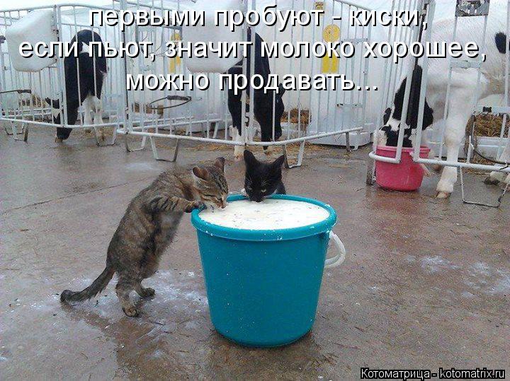 Котоматрица: первыми пробуют - киски, если пьют, значит молоко хорошее, можно продавать...