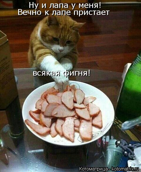 Котоматрица: Ну и лапа у меня! Вечно к лапе пристает  всякая фигня!