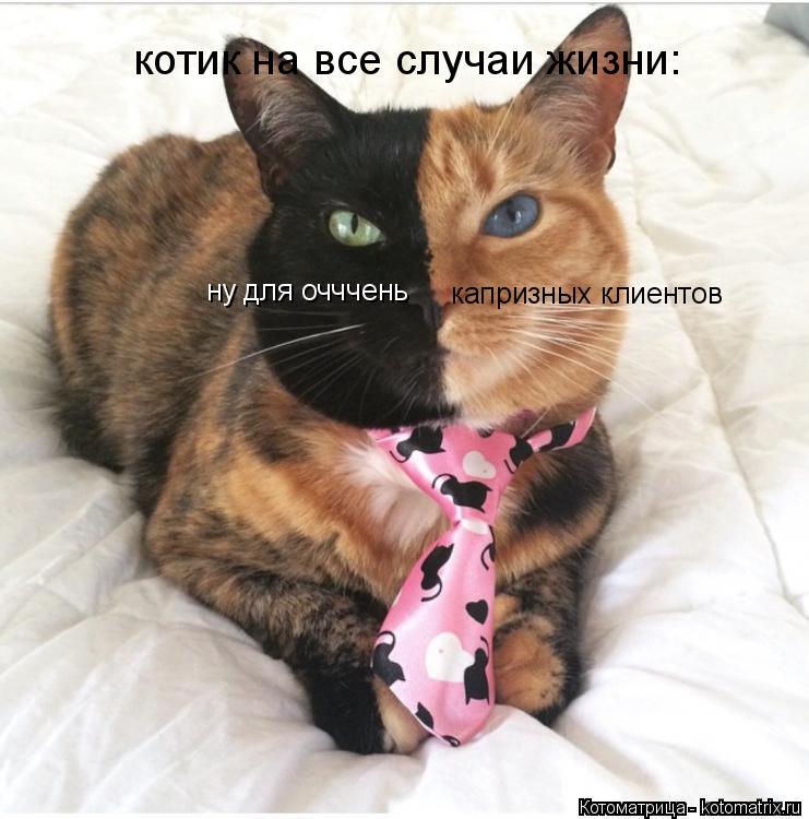 Котоматрица: ну для очччень  капризных клиентов котик на все случаи жизни: