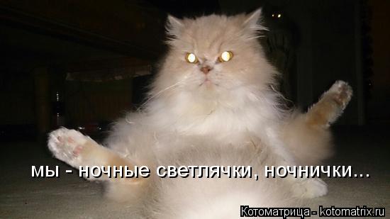 Котоматрица: мы - ночные светлячки, ночнички...