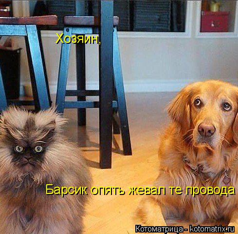 Котоматрица: Хозяин, Барсик опять жевал те провода