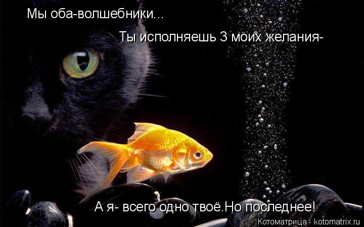Мы оба-волшебники... Ты исполняешь 3 моих желания- А я- всего одно твоё.Но последнее!... Котоматрица: Мы оба-волшебники... Ты исполняешь 3 моих желания- А я- всего одно твоё.Но последнее!