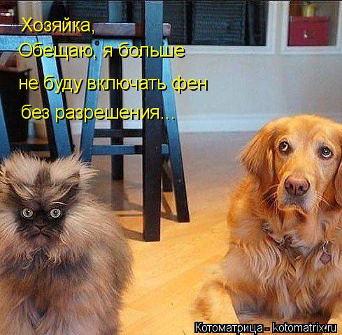 Котоматрица: Хозяйка, не буду включать фен Обещаю, я больше без разрешения...