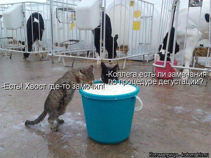 Котоматрица: -Коллега,есть ли замечания  по процедуре дегустации? -Есть! Хвост где-то замочил!