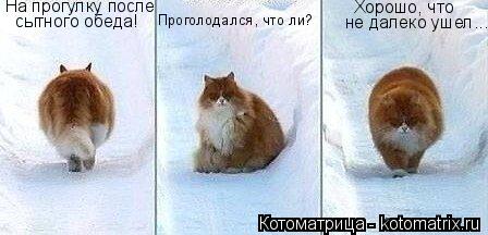 Котоматрица: На прогулку после сытного обеда! Проголодался, что ли? Хорошо, что не далеко ушел...
