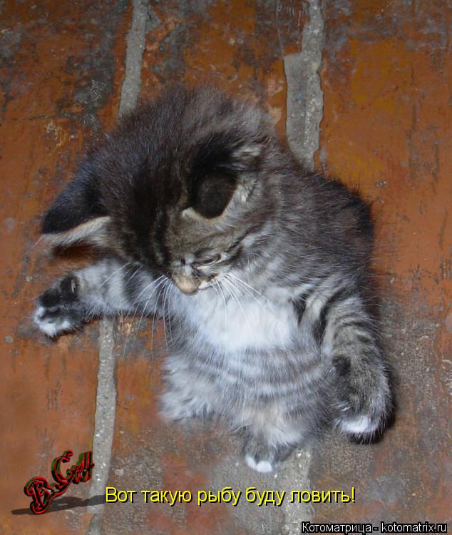 Котоматрица: Вот такую рыбу буду ловить!