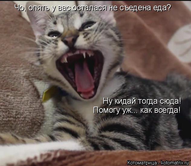 Котоматрица: Чо, опять у вас осталася не съедена еда? Ну кидай тогда сюда! Помогу уж... как всегда!